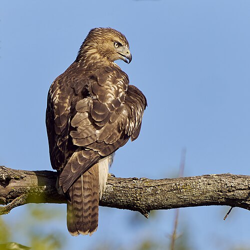 Roodstaartbuizerd (Buteo jamaicensis)