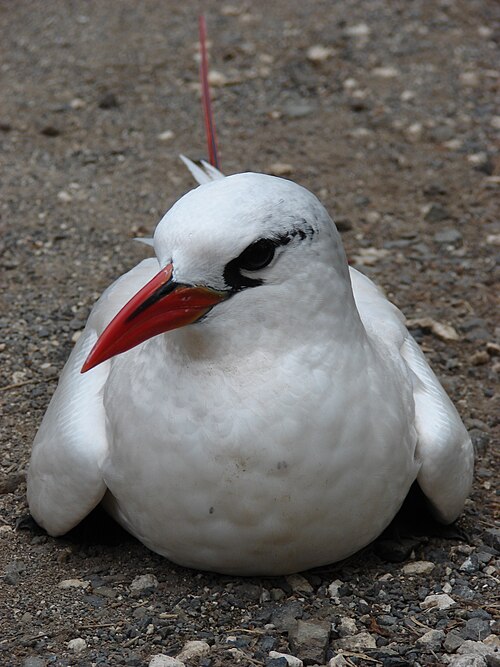 Roodstaartkeerkringvogel (Phaethon rubricauda)