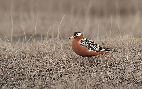 Rosse Franjepoot (Phalaropus fulicarius)