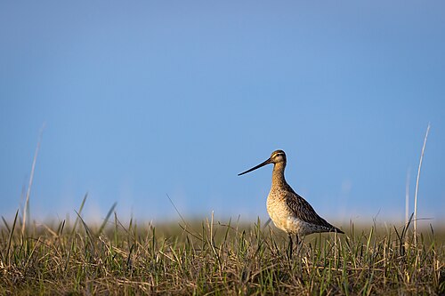 Rosse Grutto (Limosa lapponica)