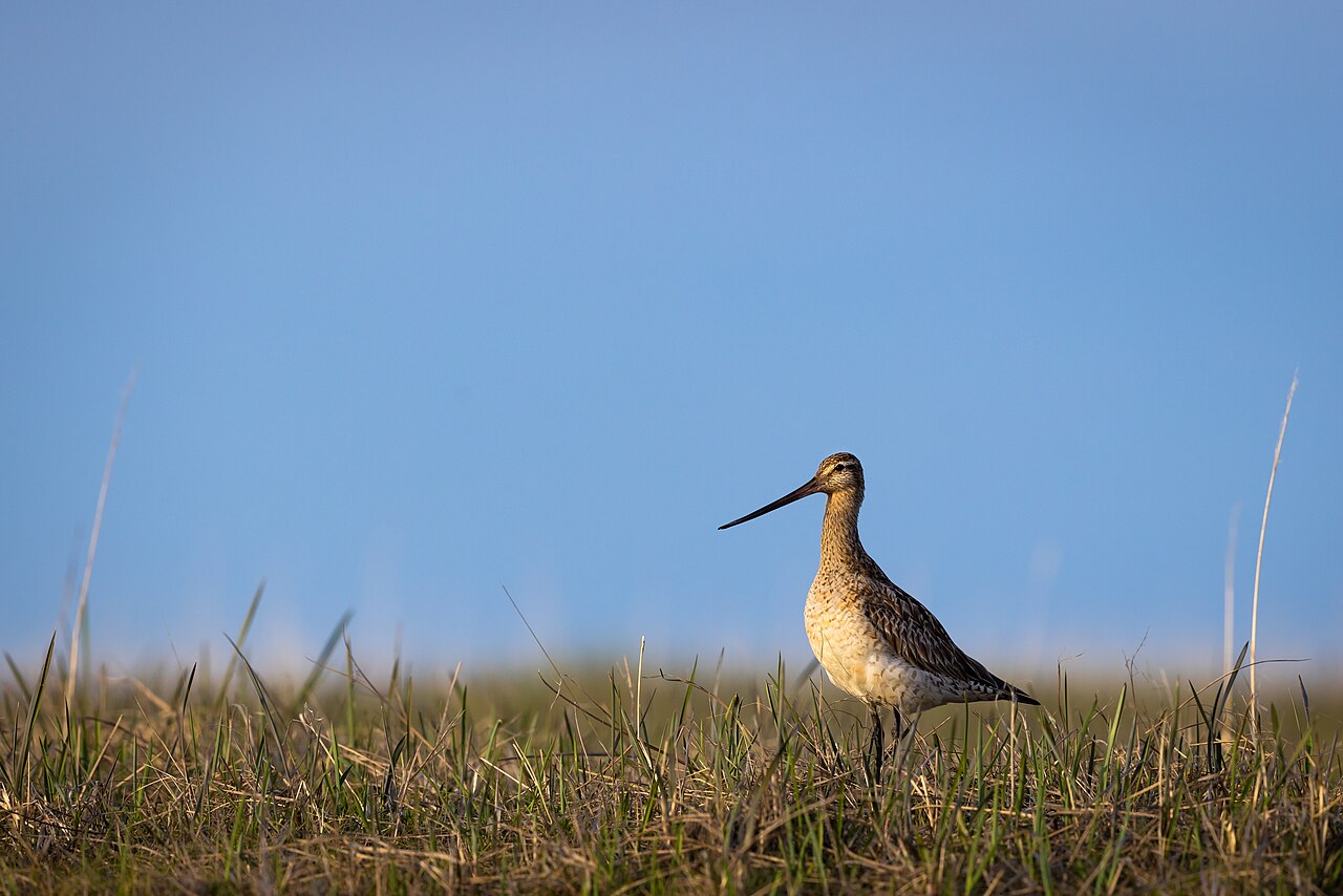 Aguja colipinta (Limosa lapponica)