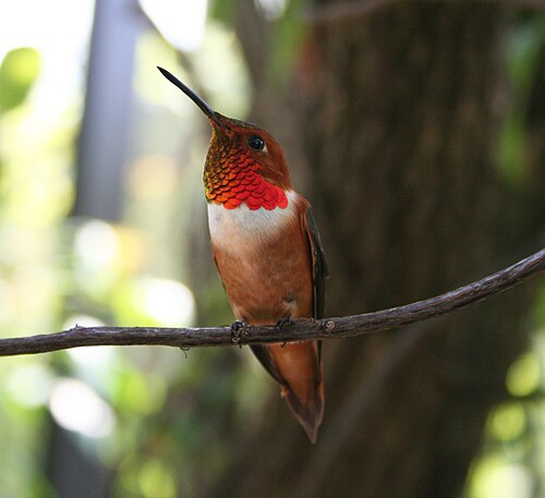 Rosse kolibrie (Selasphorus rufus)