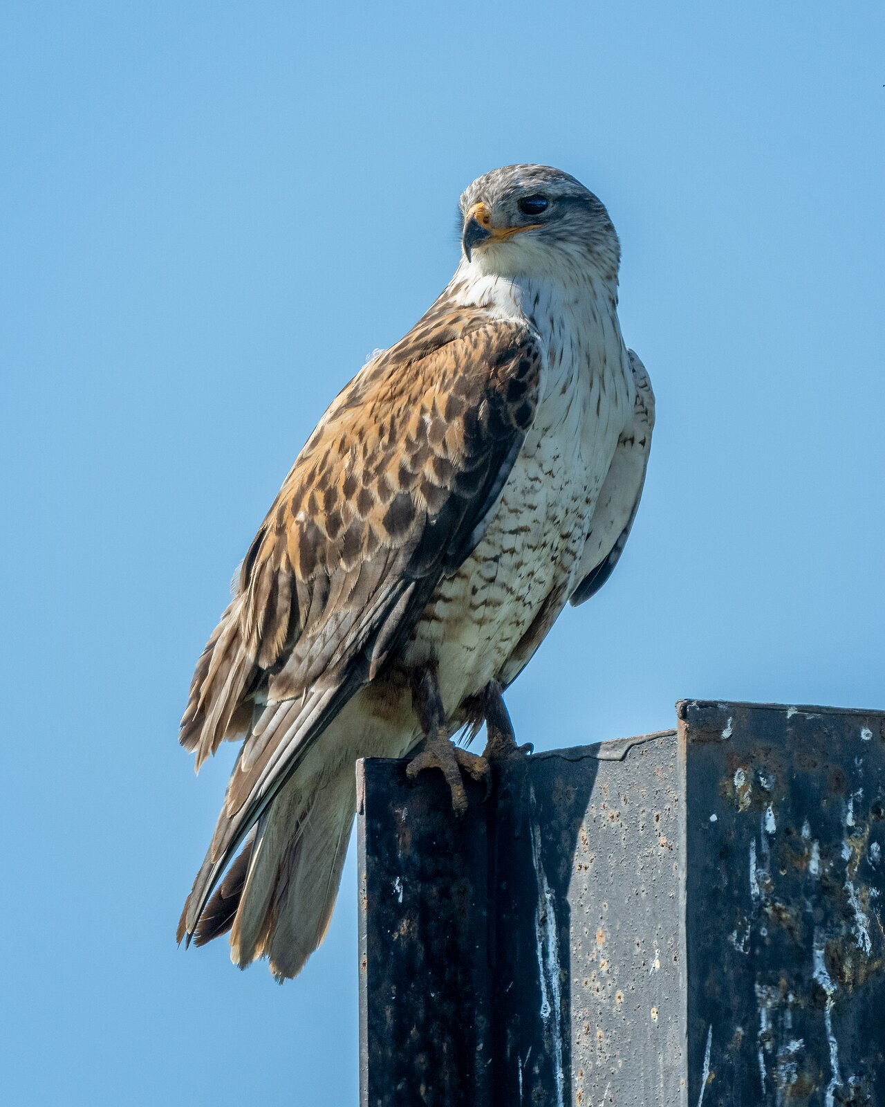 Busardo herrumbroso (Buteo regalis)