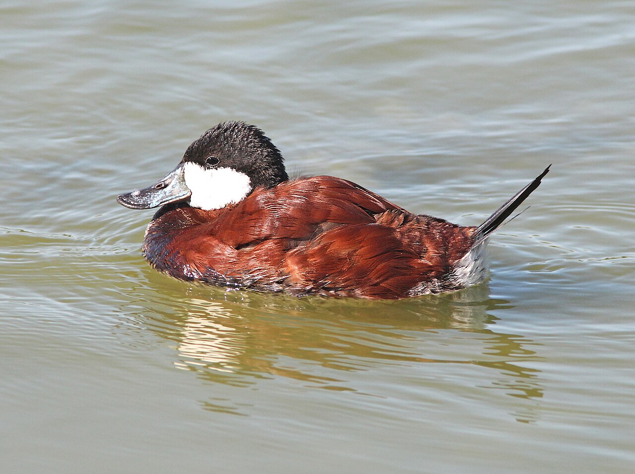 Rosse stekelstaart (Oxyura jamaicensis)