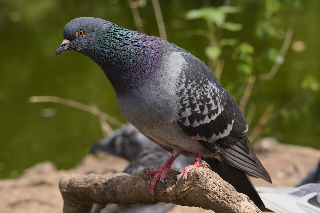 Paloma bravía (Columba livia)