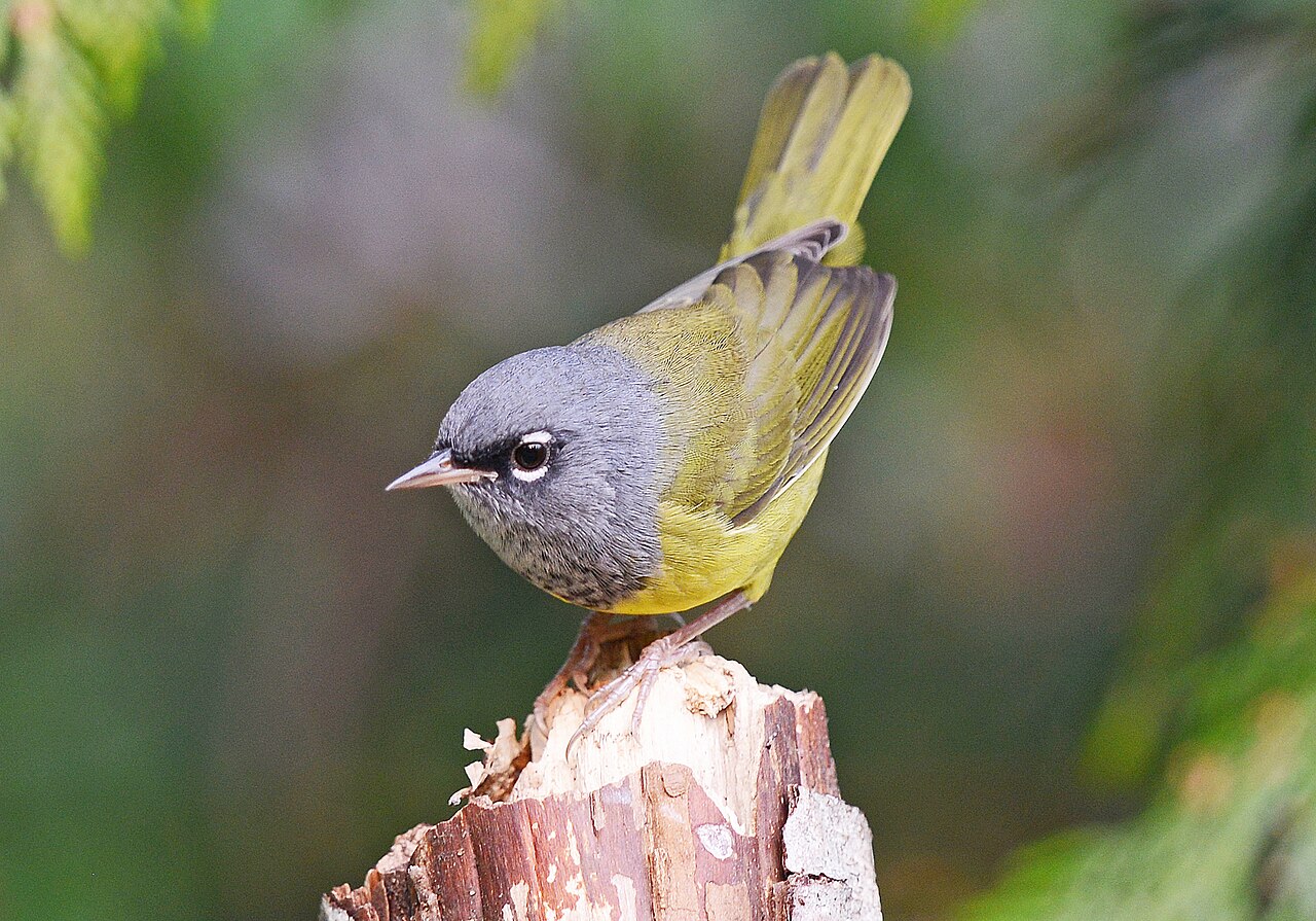 MacGillivray's Warbler (Geothlypis tolmiei)