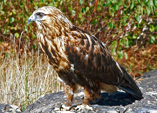 Ruigpootbuizerd (Buteo lagopus)