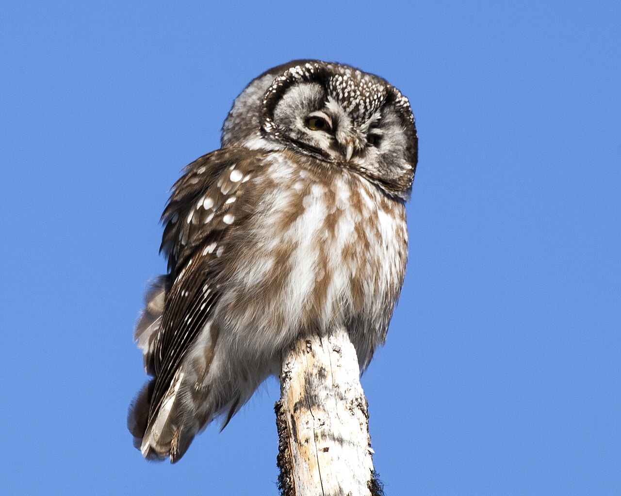 Boreal Owl (Aegolius funereus)