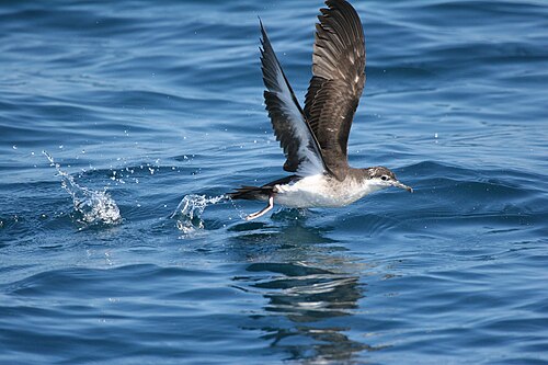 Sargassopijlstormvogel (Puffinus lherminieri)