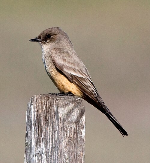 Say's phoebe (Sayornis saya)