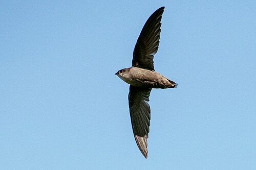 Schoorsteengierzwaluw (Chaetura pelagica)