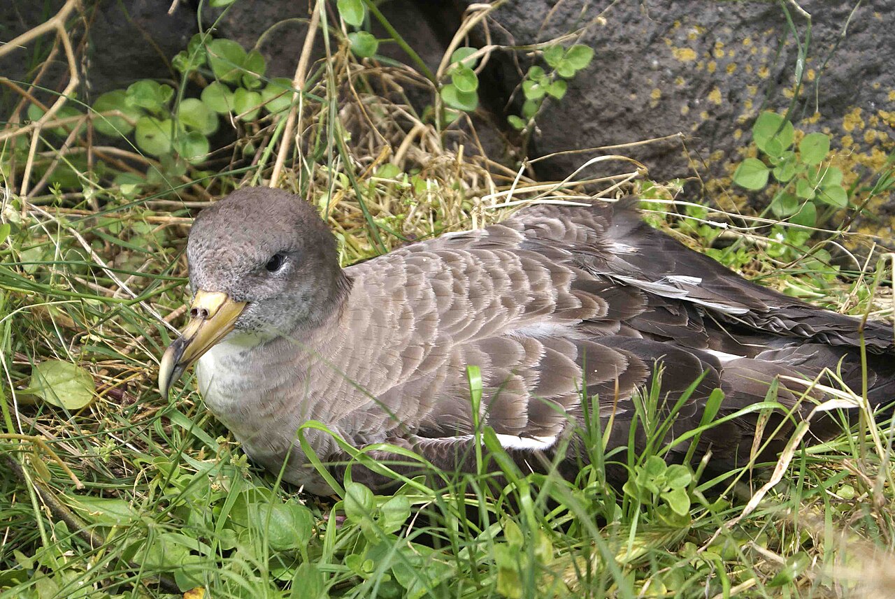 Scopoli's Shearwater (Calonectris diomedea)