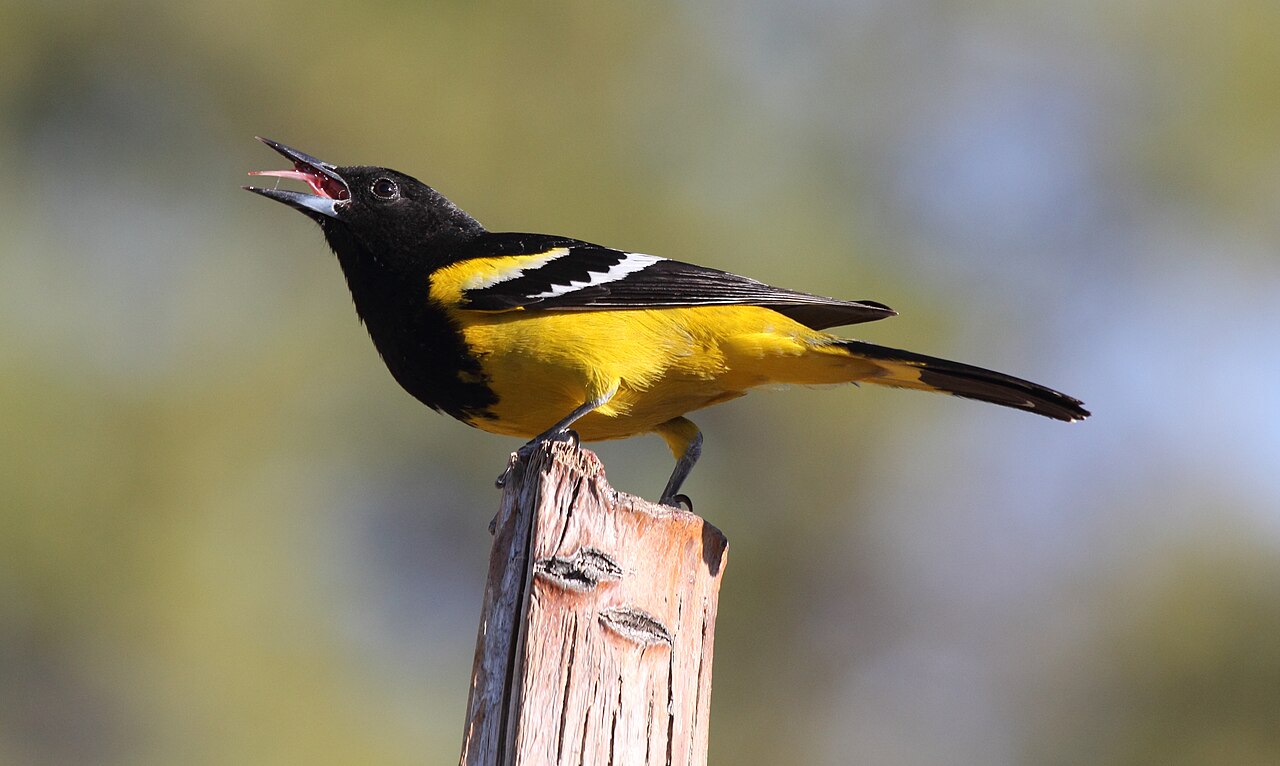 Turpial de Scott (Icterus parisorum)