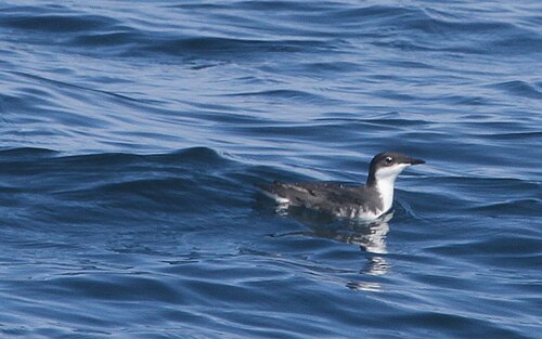 Scripps' alk (Synthliboramphus scrippsi)