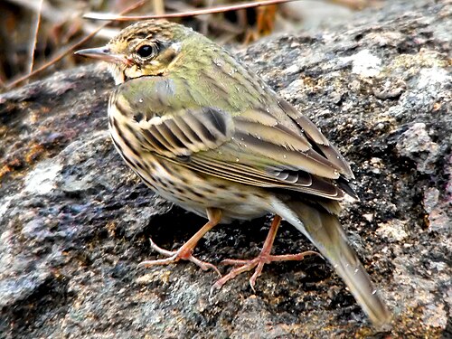 Siberische boompieper (Anthus hodgsoni)