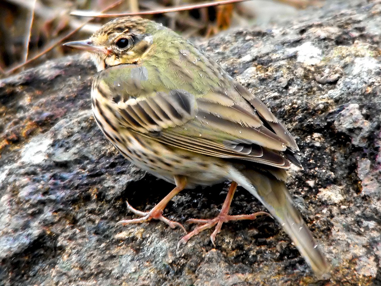 Siberische boompieper (Anthus hodgsoni)