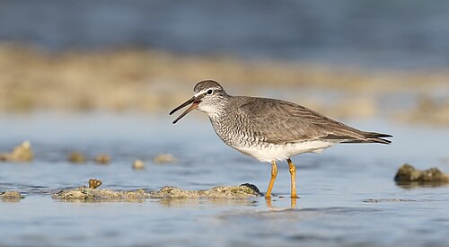 Siberische Grijze Ruiter (Tringa brevipes)