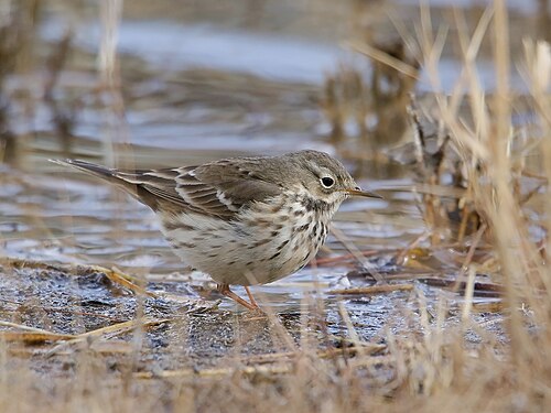 Siberische pieper (Anthus japonicus)