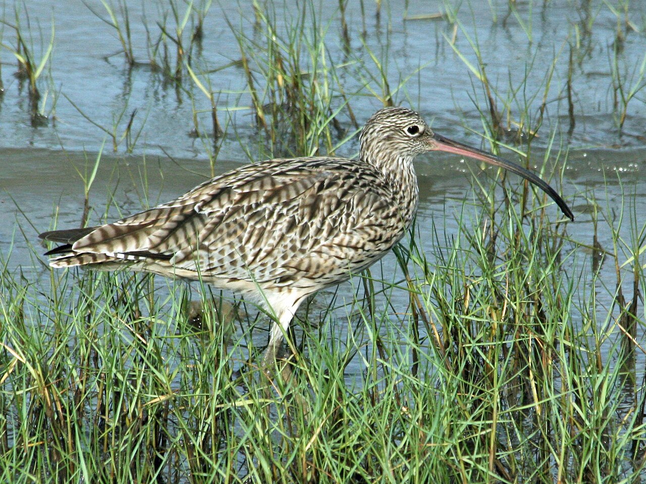 Zarapito de Siberia (Numenius madagascariensis)