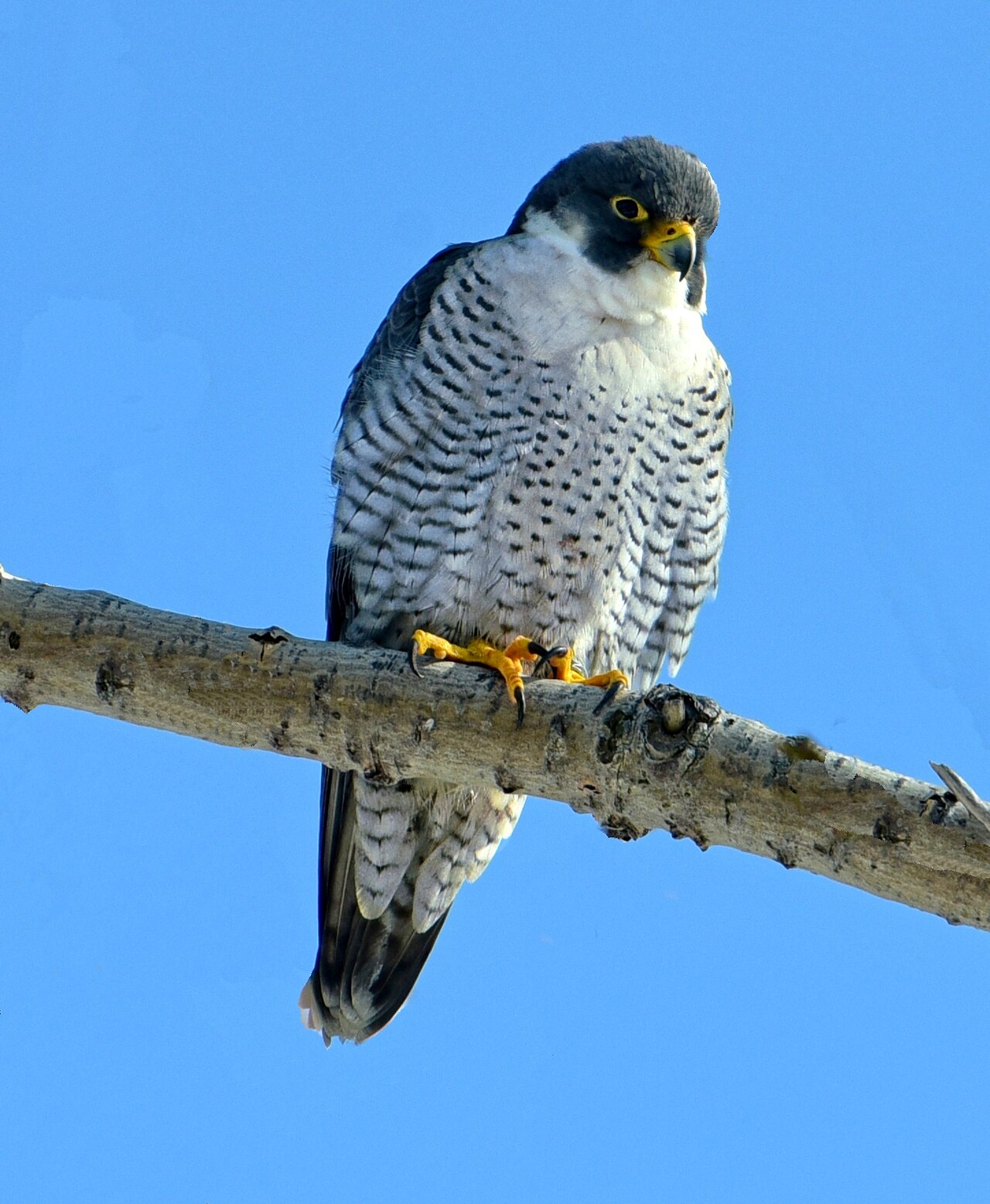 Slechtvalk (Falco peregrinus)