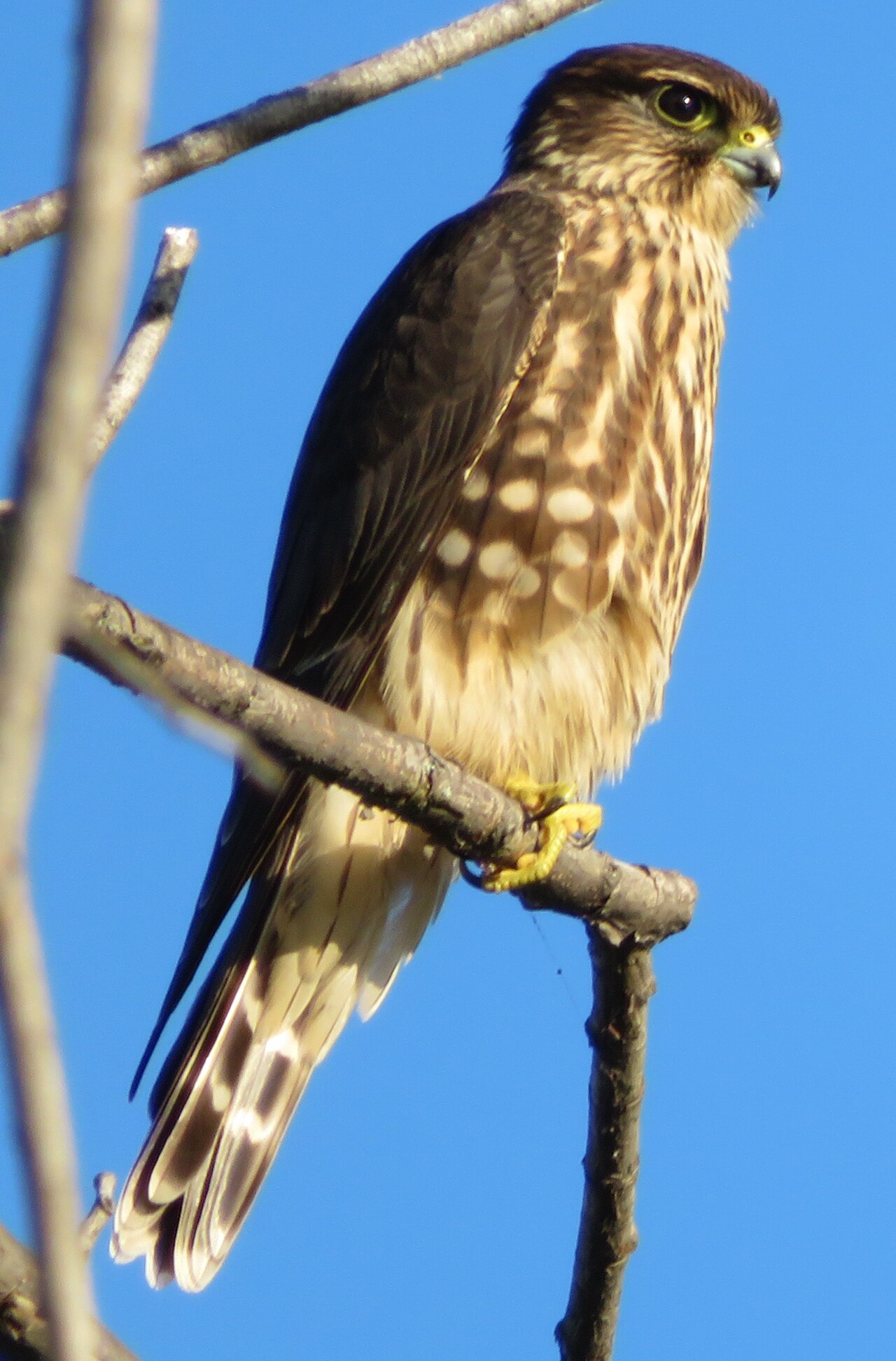 Esmerejón (Falco columbarius)