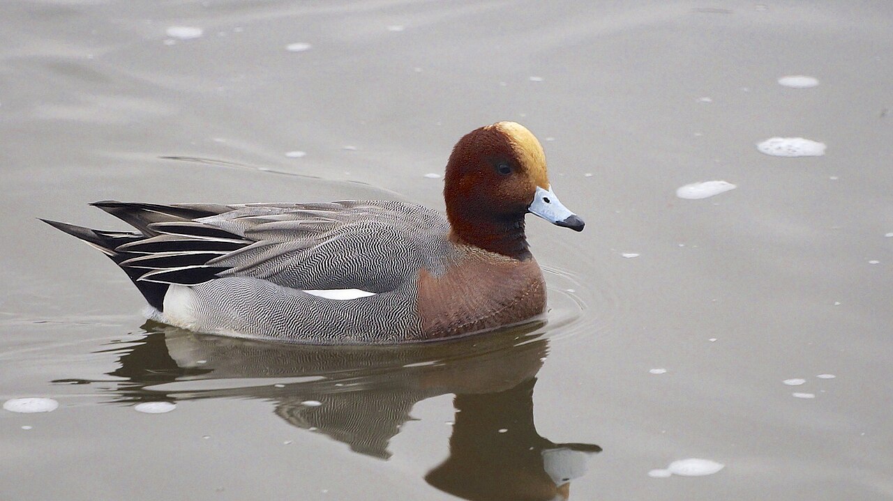 Eurasian Wigeon (Mareca penelope)