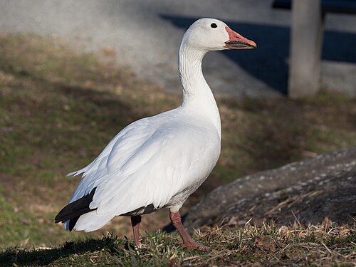 Sneeuwgans (Anser caerulescens)