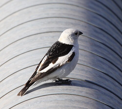 Sneeuwgors (Plectrophenax nivalis)