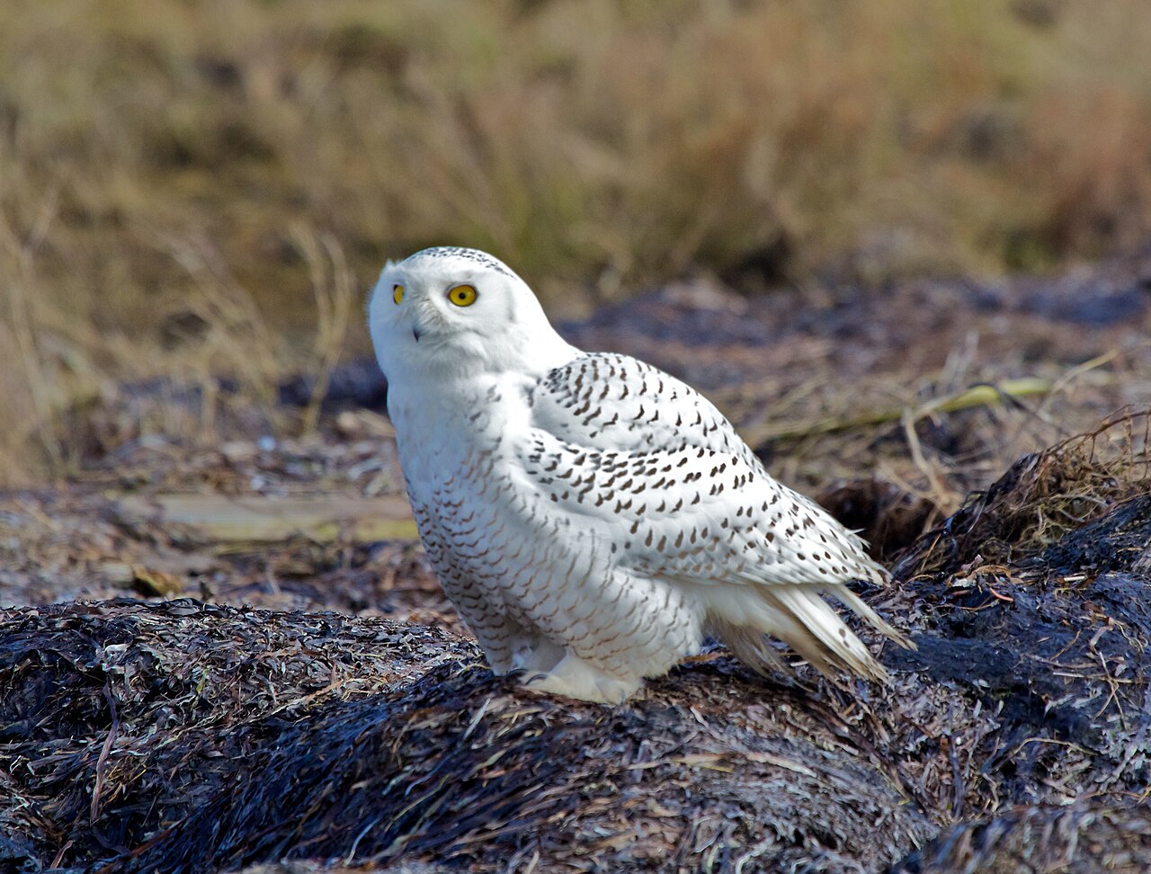 Sneeuwuil (Bubo scandiacus)
