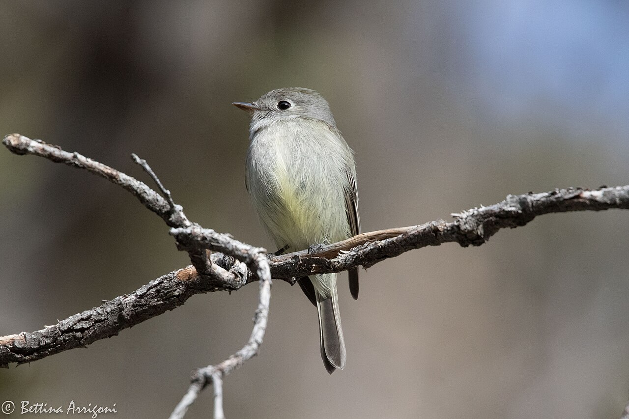 Hammond's Flycatcher (Empidonax hammondii)