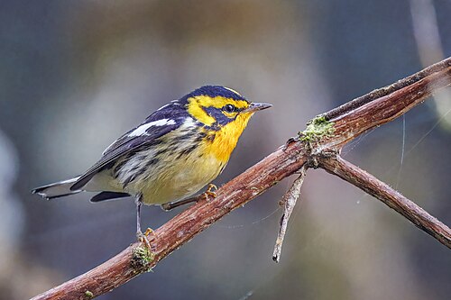 Sparrenzanger (Setophaga fusca)