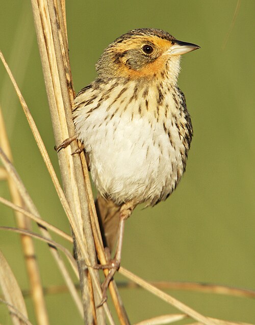 Spitsstaartgors (Ammospiza caudacuta)