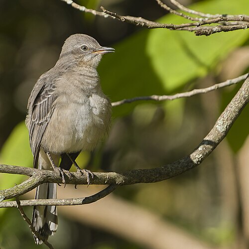 Spotlijster (Mimus polyglottos)