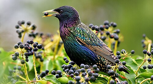 Spreeuw (Sturnus vulgaris)