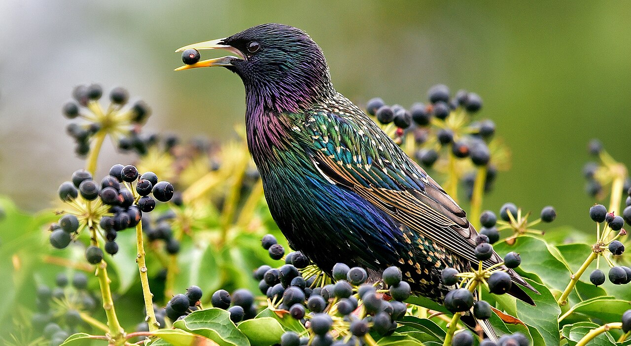 European Starling (Sturnus vulgaris)