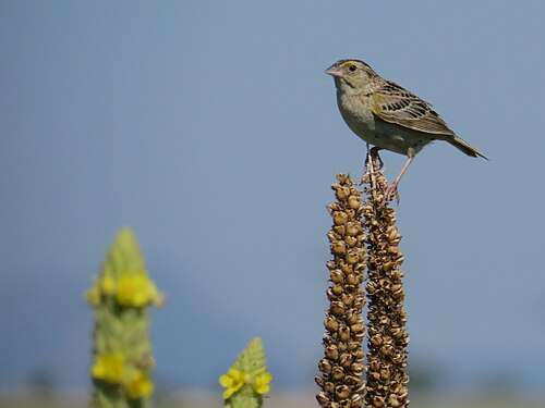 Sprinkhaangors (Ammodramus savannarum)