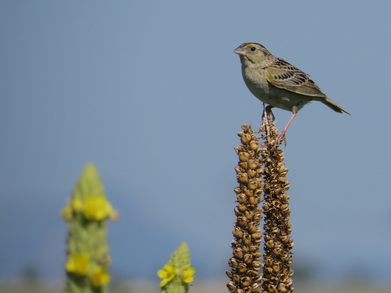Chingolo saltamontes (Ammodramus savannarum)