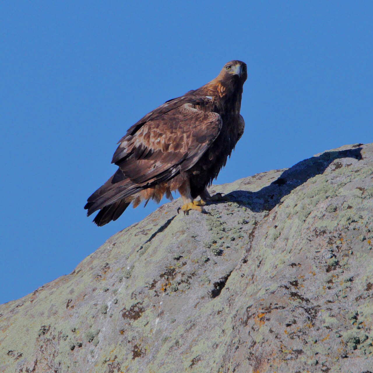 Steenarend (Aquila chrysaetos)