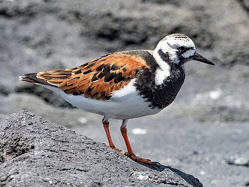 Steenloper (Arenaria interpres)