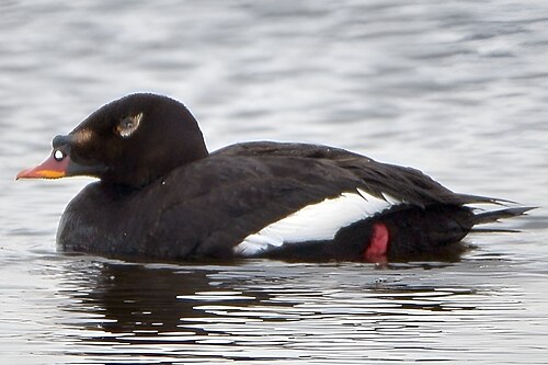 Stejnegers zee-eend (Melanitta stejnegeri)
