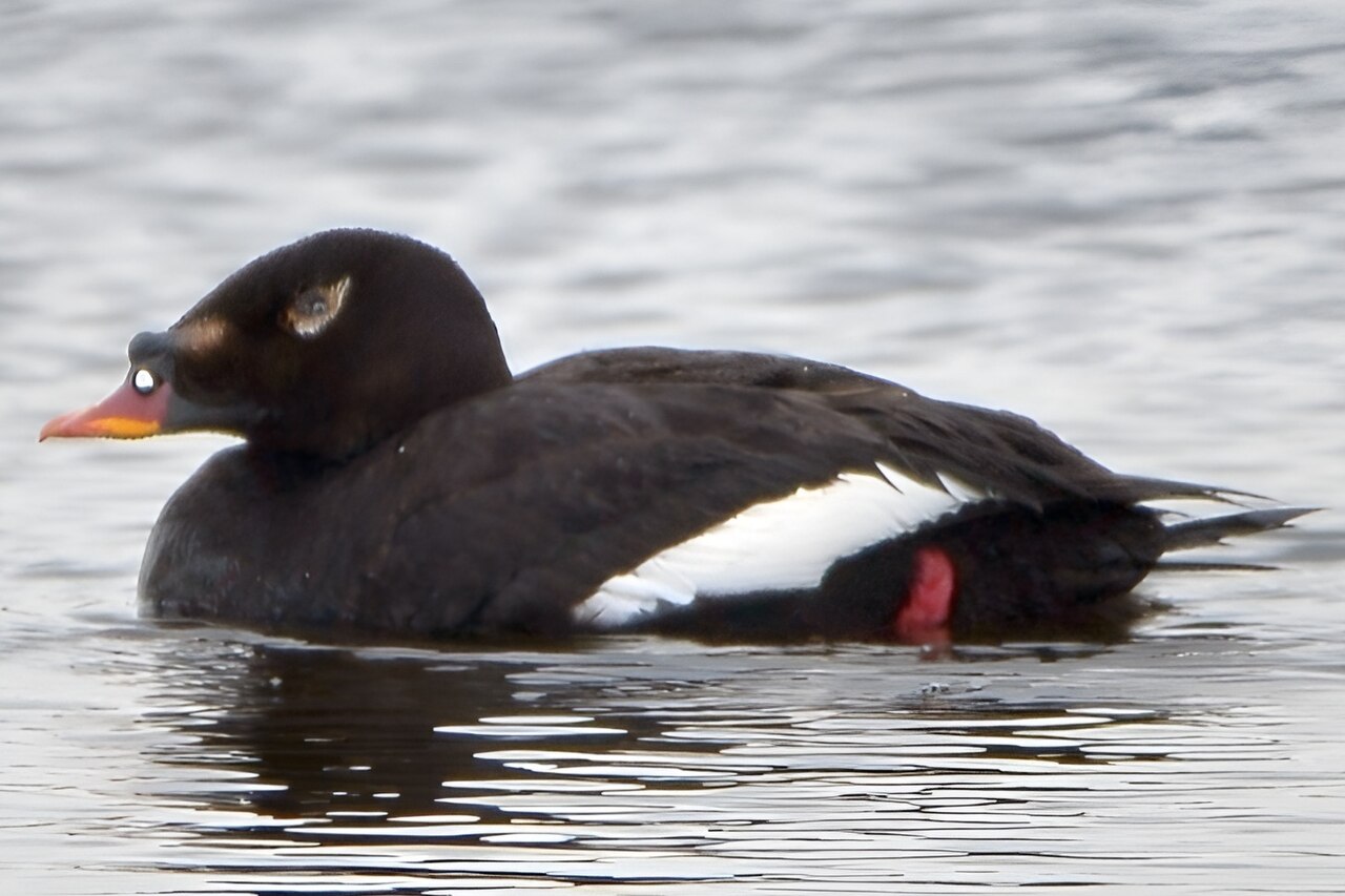 Stejnegers zee-eend (Melanitta stejnegeri)