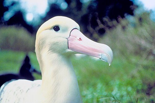 Stellers albatros (Phoebastria albatrus)