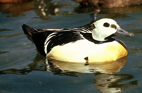 Stellers eider (Polysticta stelleri)