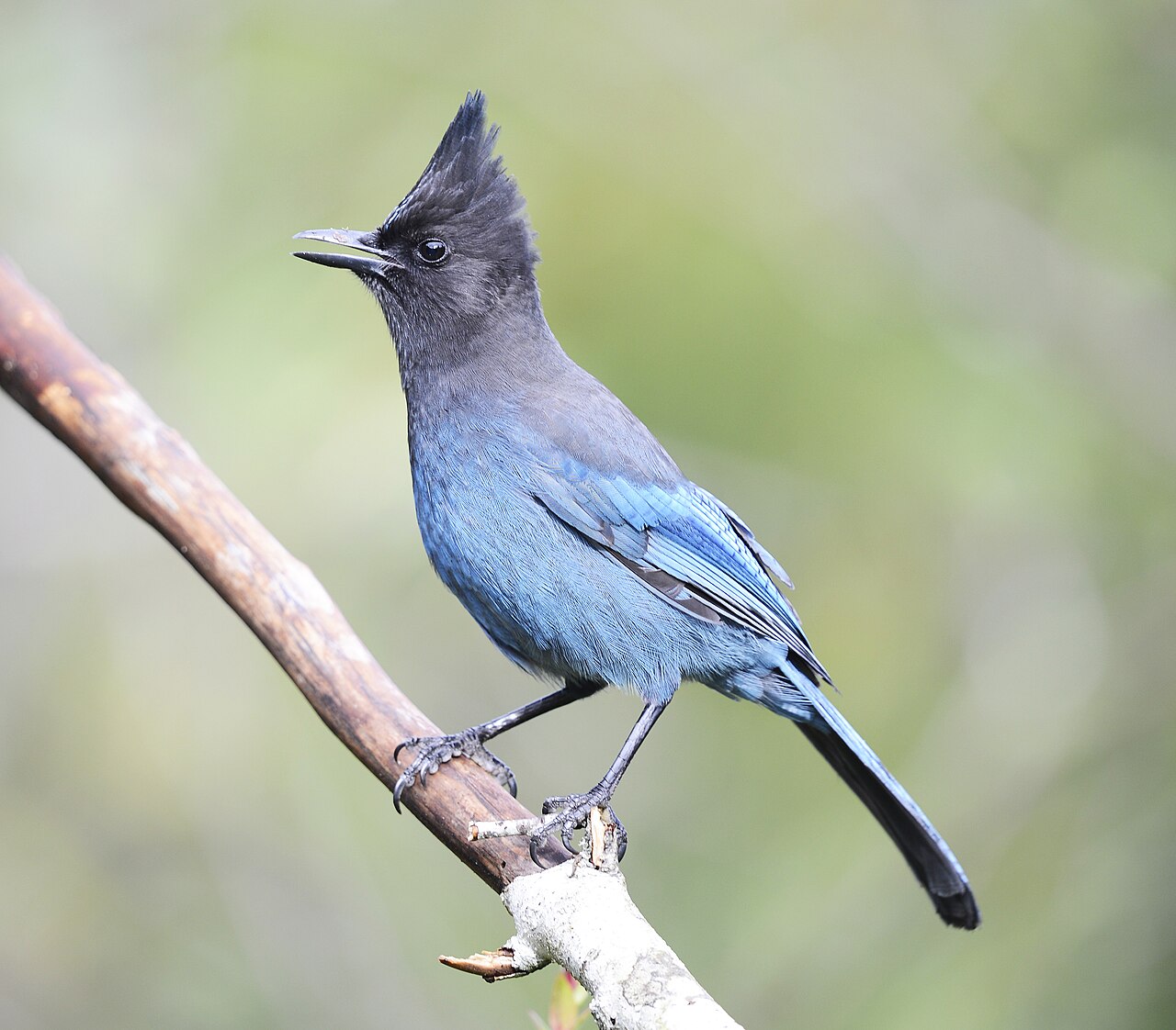 Steller's Jay (Cyanocitta stelleri)