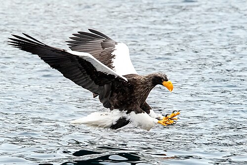 Stellers zeearend (Haliaeetus pelagicus)