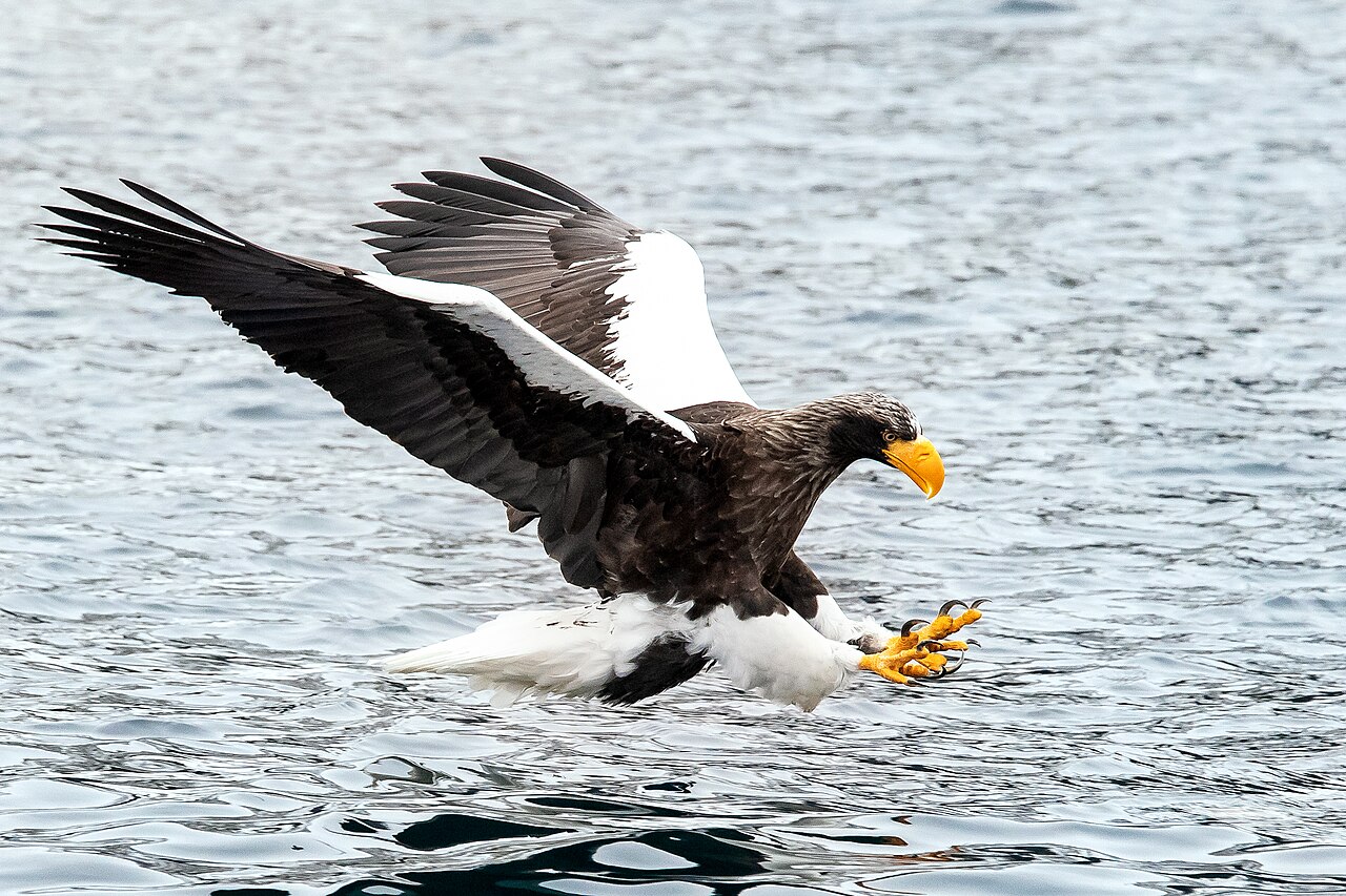 Stellers zeearend (Haliaeetus pelagicus)