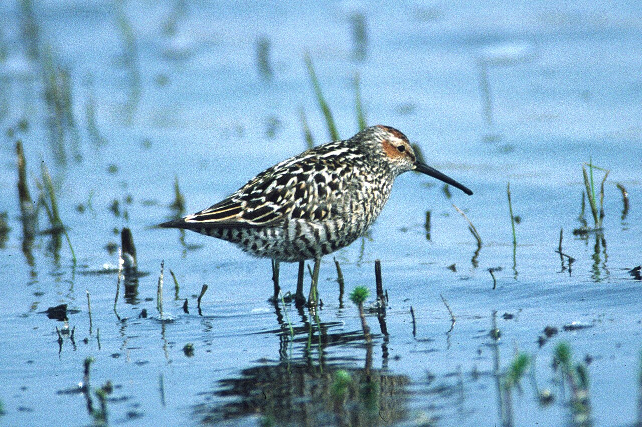 Steltstrandloper (Calidris himantopus)