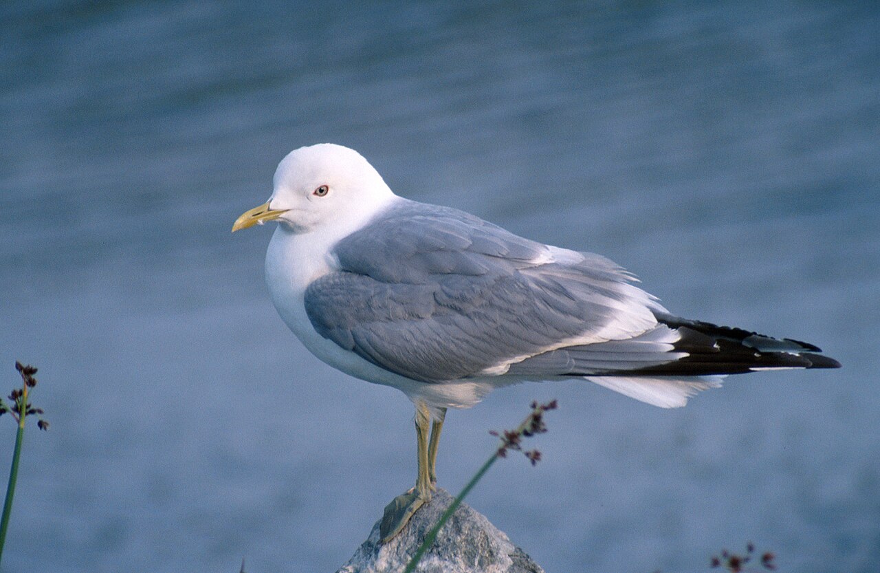 Stormmeeuw (Larus canus)