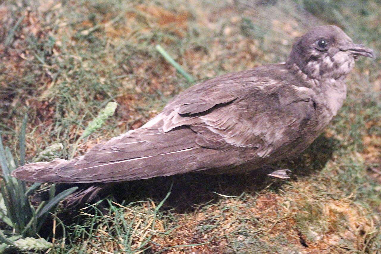 European Storm-petrel (Hydrobates pelagicus)