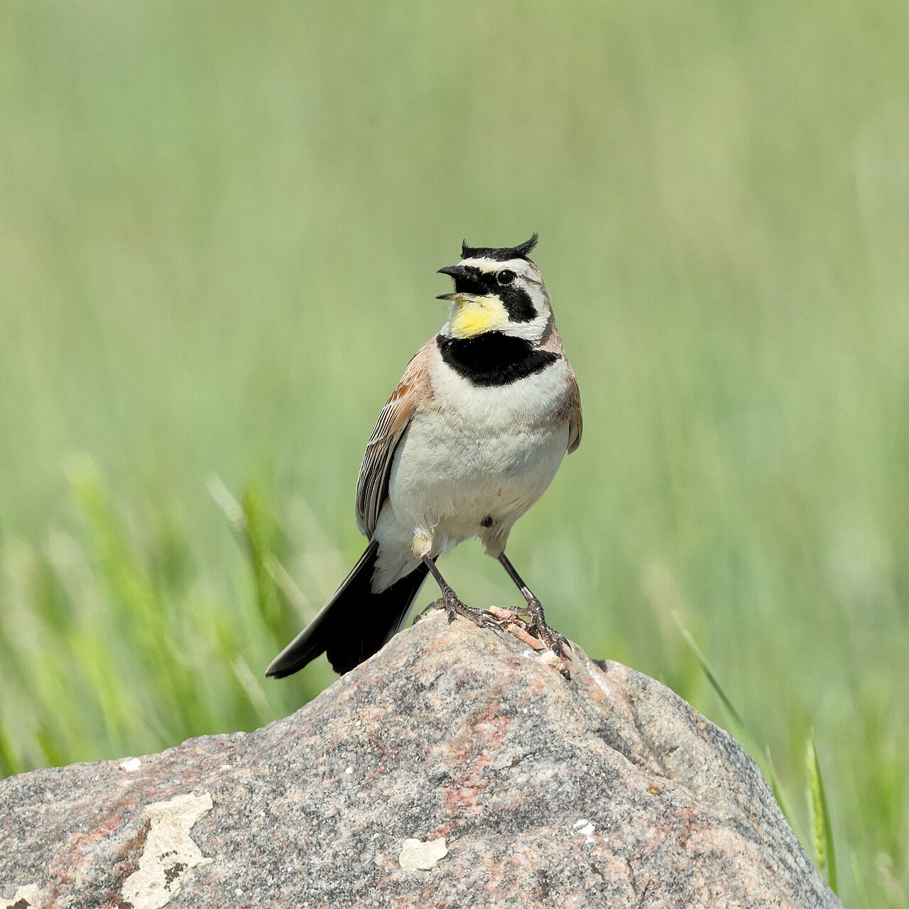 Strandleeuwerik (Eremophila alpestris)